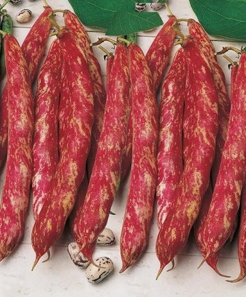 Gipsy (50 gr) seminte fasole pentru boabe pestrite, Kertimag