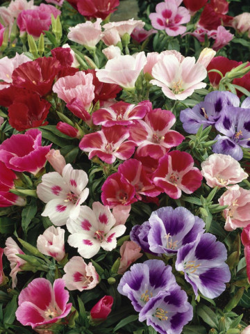 Godetia Mix (1500 seminte) de Azalee de gradina, Clarkia, flori anuale in culori pestrite, Opal - Img 2