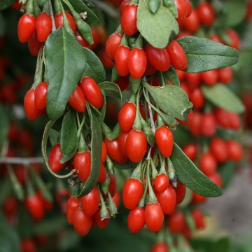 Goji Berry (40 seminte) arbust peren rezistent la seceta, fructe aromate, Florian - Img 2
