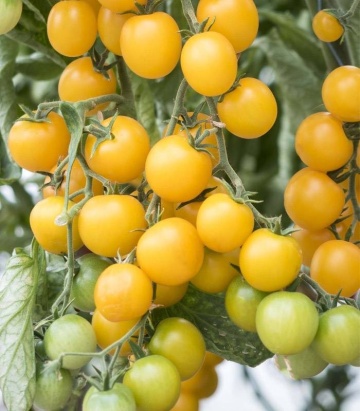 Goldwin F1 (250 seminte) rosii cherry galben-aurii, rezistenta buna dupa culegere de culoare galben-aurie, Clause
