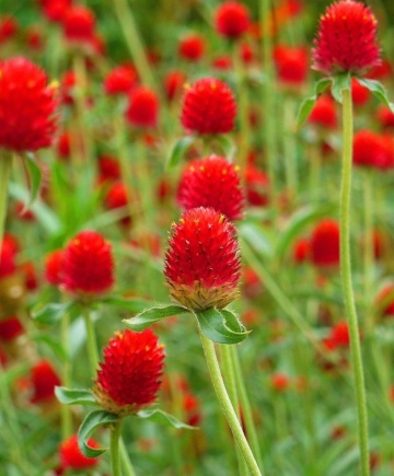 Gomphrena Strawberry Fields (200 seminte) Gomfrena flori rosii, asemanatoare capsunilor, Seklos - Img 7