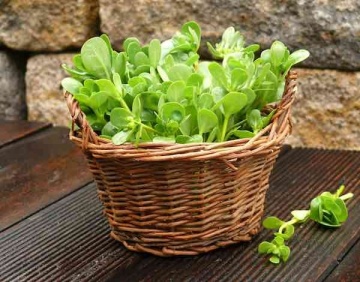 Green Purslane BIO (2000 seminte) Iarba Grasa Bio, frunze parfumate, Seklos - Img 3