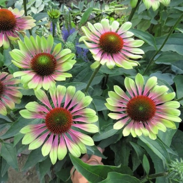 Green Twister (0.3 gr) seminte Echinacea purpurea, flori bicolore verde-lime cu roz, proprietati medicinale, Toraf - Img 3