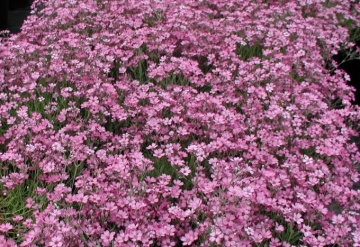 Gypsophila Repens Rose (0.3 gr) seminte Floarea Miresei perena pitica, flori roz, inflorire abundenta, Seklos - Img 4