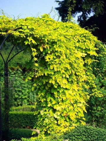 Hamei (50 seminte) Common Hop - Humulus lupulus, planta medicinala pentru sistemul digestiv si somn usor, Saflax - Img 5