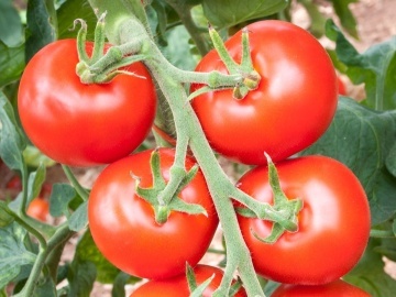 Hellfrucht BIO (50 seminte) tomate timpurii rezistente la crapare, foarte aromate, potrivite si pentru ghivece, ReinSaat - Img 4