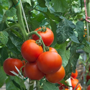 Horus F1 (10 seminte) tomate hibrid italian timpuriu nedeterminat, randament ridicat, Sekluva - Img 3