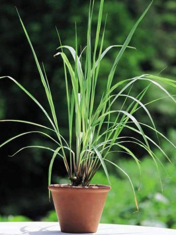 Iarba lemon (60 seminte) seminte lemon grass-iarba lamaioasa, miros puternic, proaspat de lamaie Agrosem - Img 3