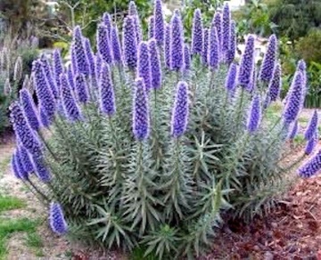 Iarba Sarpelui Madeira (100 seminte) Pride of Madeira - Echium fastuosum, flori melifere albastre, frunze catifelate, Saflax - Img 5