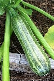 Impero F1 (1.5 gr) seminte dovlecei verzi cu dungi, productie mare, rezistenta mare la boli, Seklos - Img 2