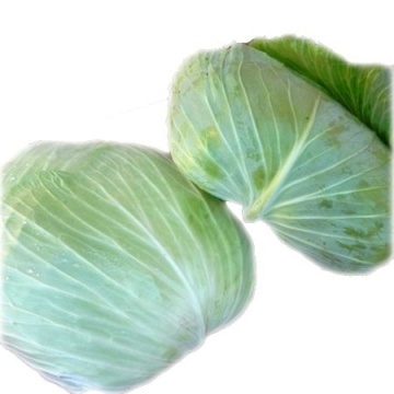 Infinity F1 (Os-Cross) - (2500 seminte) de varza plata cu capatana mare recomandata pentru consumul in stare proaspata sau industrializare avand o greutate de 3-4 kg si un comportament foarte bun la temeperaturi ridicate, Takii Seeds
