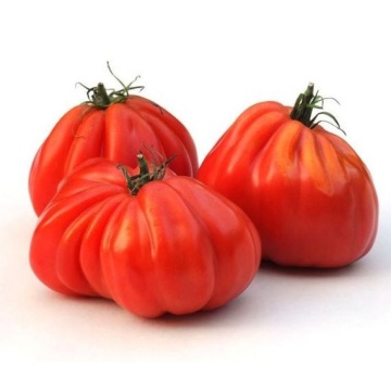 Inima de Albenga (60 seminte) tomate crete nedeterminate semitimpurii, Opal - Img 2