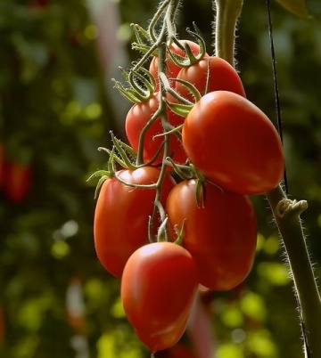 ISI 32758 F1 (5000 seminte) rosii prunisoare semitimpurii determinate, pentru camp, ISI Sementi