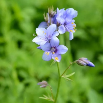 Jacob's Ladder (300 seminte) Valeriana Greceasca perena, flori albastre-violet, stamine galbene, Seklos - Img 4