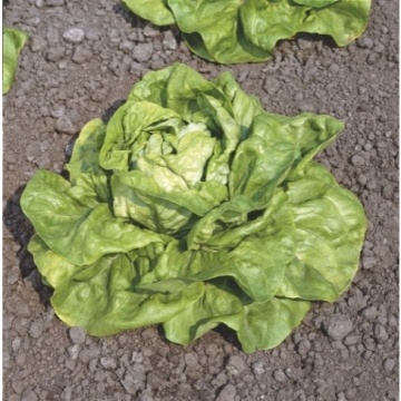 Kagraner Sommer 2 BIO (800 seminte) salata verde BIO timpurie, tip Butterhead, Seklos - Img 2