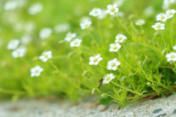 Karmnik Oscisty - Muschi de Piatra Irlandez (0.05 gr) seminte Sagina subulata perena, formeaza covor verde cu flori mici, albe, Toraf - Img 5