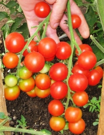 Katalina F1 (500 seminte) rosii cherry extratimpurii nedeterminate, gust foarte dulce si aromat, Syngenta