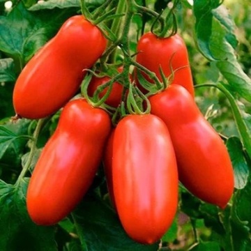 Kmicic (150 seminte) rosii tip San Marzano, soi determinat, foarte gustoase, seminte putine, Polan - Img 1