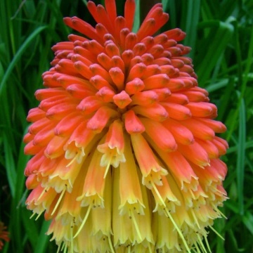 Kniphofia uvaria - Crinul Faclie (0.5 gr) seminte planta perena cu flori impresionante bicolore, galben cu rosu-portocaliu, Toraf - Img 4