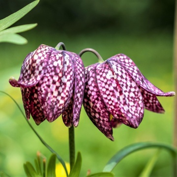 Lalea Pestrita (60 seminte) Schachbrettblume - Fritillaria Meleagris, flori extrem de atractive cu model in carouri, Saflax - Img 5