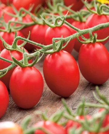 Lambert F1 (150 seminte) tomate determinate de camp, foarte carnoase, bogate in vitamine, PlantiCo
