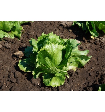 Larsen (700 seminte) salata verde tip Iceberg, frunze crocante, suculente, Seklos - Img 2