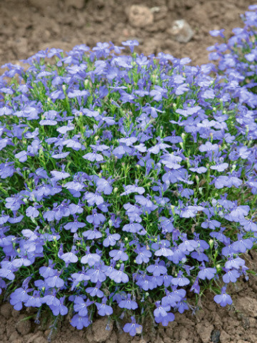 Lobelia pitica albastra, planta anuala, flori mici, (0.1 gr) Agrosem - Img 4