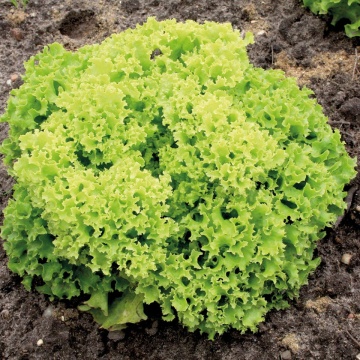 Lollo Bionda (700 seminte) salata verde creata, soi semi-timpuriu, Seklos