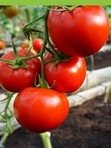 Mahitos F1 (10 seminte) tomate cu crestere nedeterminata de tip beef, Rijk Zwaan - Img 1