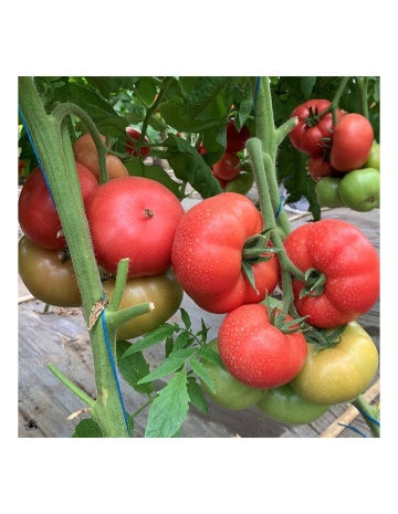 Manistella F1 (100 seminte) tomate roz, nedeterminate, rezistente la crapare, Hazera - Img 3