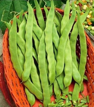 Marconi oloaga (100 gr) seminte fasole pitica cu pastaie verde lata, Prima Sementi