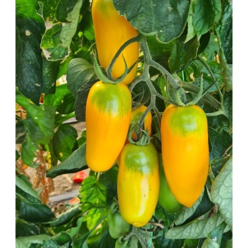 Masaniello F1 (PO9461 F1) (100 seminte) rosii tip San Marzano galbene, semitimpurii nedeterminate, La Semiorto Sementi - Img 5