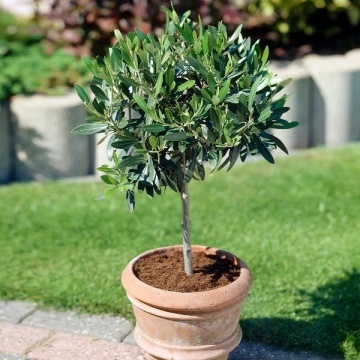 Maslin (20 seminte) Common Olive - Olea europea, arbore decorativ vesnic verde, Saflax - Img 7