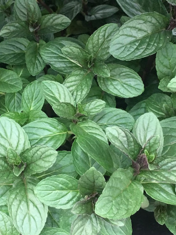 Menta Chocolate Mint (in ghiveci de 1 L), rasad de planta aromatica Mentha piperita citrata Chocolate Mint cu aroma combinata de menta, citrice si ciocolata - Img 1