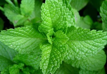 Menta dulce (800 seminte) menta aromata, racoritoare, pentru condimente si ceaiuri, Florian - Img 4