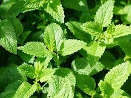 Menta dulce (800 seminte) menta aromata, racoritoare, pentru condimente si ceaiuri, Florian - Img 2