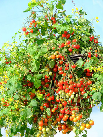Micro Cherry (10 seminte) tomate dulci, suculente, potrivite pentru balcon, Buzzy - Img 3