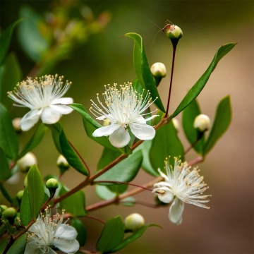 Mirt (30 seminte) True Myrtle - Myrtus communis, arbust cu frunze si flori parfumate, Saflax - Img 5