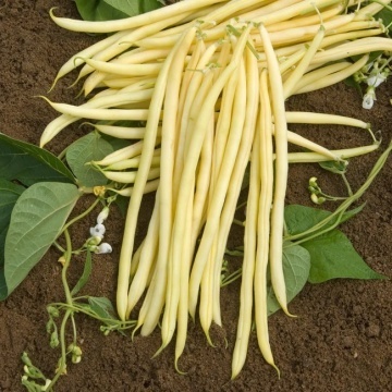 Monte Gusto (10 gr) seminte fasole urcatoare soi timpuriu, pastai cilindrice, galbene de 25 cm lungime, Seklos