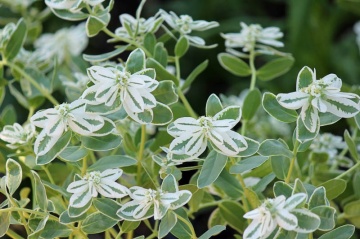 Mountain Snow (120 seminte) Euphorbia Zapada Muntelui, frunze ornamentale bicolore, verde-alb, Seklos - Img 7