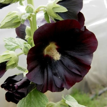 Nalba de Gradina Neagra (100 seminte) Black Hollyhock - Alcea Rosea Nigra, flori mari rosu inchis-negre, Saflax - Img 5