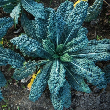 Nero di Toscana (260 seminte) varza kale frunze verde inchis, foarte decorative, gustoase, Seklos - Img 5