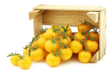 Ola Polka (30 seminte) tomate cherry galbene determinate, pentru sere, ghivece, camp, Seklos - Img 2