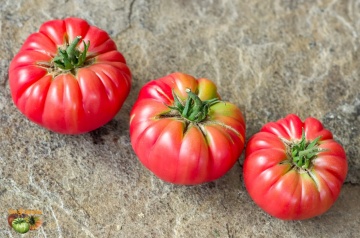 Olena Ukrainian BIO (25 seminte) tomate mari roz tip rosie grasa, ReinSaat - Img 6