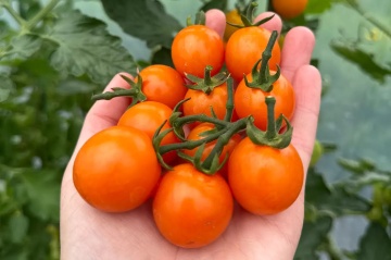 Orano F1 (10 seminte), hibrid extra-timpuriu nedeterminat, rosii cherry portocalii, ChemyFarm - Img 3