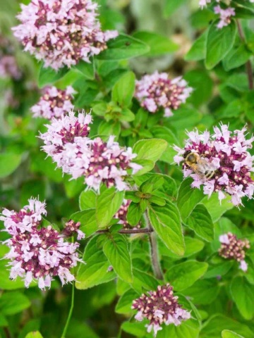 Oregano BIO (3000 seminte) oregano BIO peren, aromat, melifer, Seklos