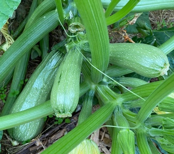 Ortolana di Faenza BIO (6 seminte) dovlecel zucchini BIO, verde deschis, randament ridicat, Seklos - Img 2