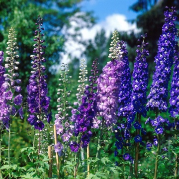 Pacific Delphinium (200 seminte) Nemtisori de gradina inalti, flori impresionante, mix de culori, Seklos - Img 3