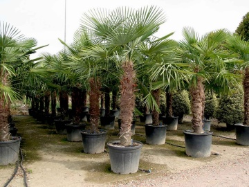 Palmier de Canepa (10 seminte) Chinese Windmill Palm - Chamaerops excelsa, foarte decorativ, rezistent la inghet, Saflax - Img 4