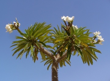 Palmier de Madagascar (10 seminte) Madagascar Palm - Pachypodium lamerei, planta suculenta asemanatoare palmierului, flori albe superbe, Saflax - Img 6
